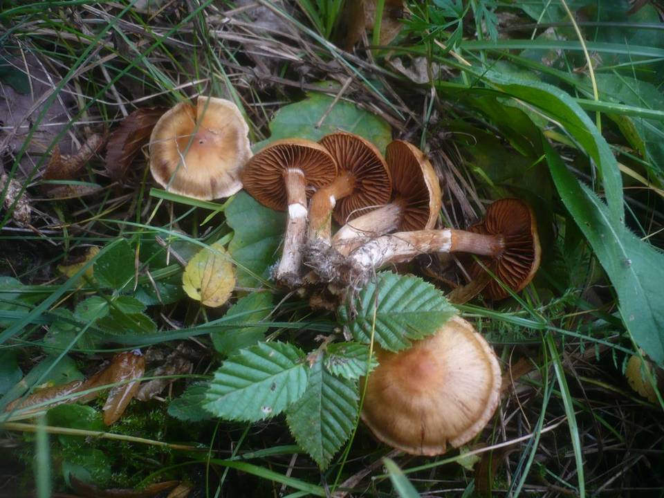 Cortinarius hinnuleus image