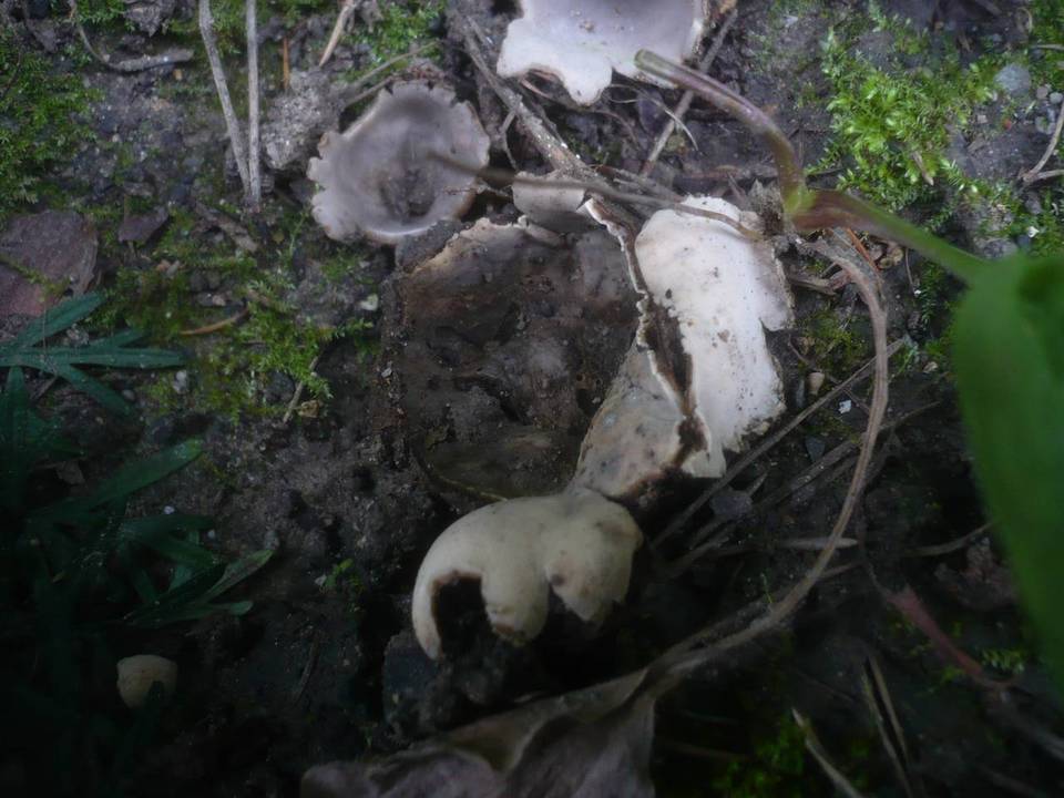 Geopora arenicola image