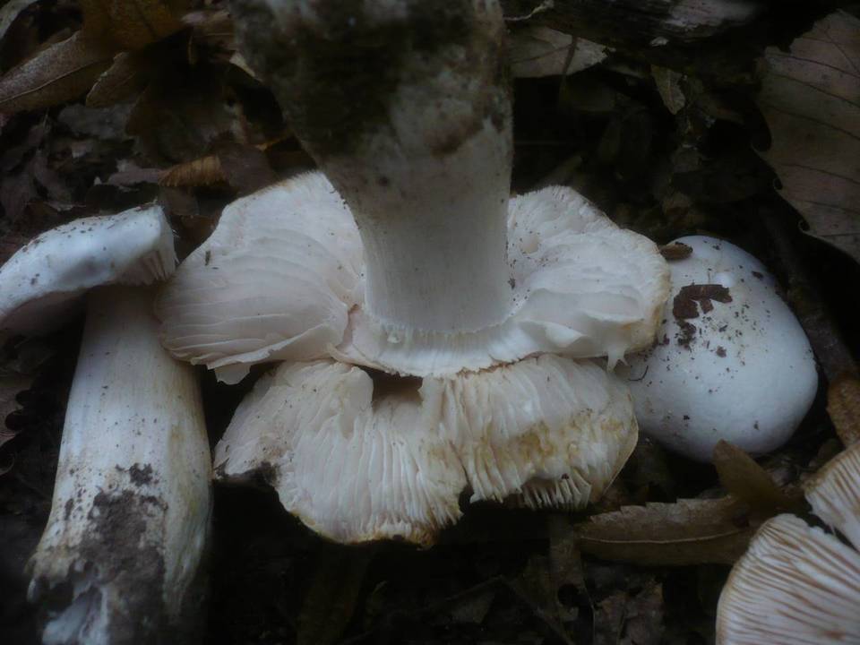 Hygrophorus poetarum image