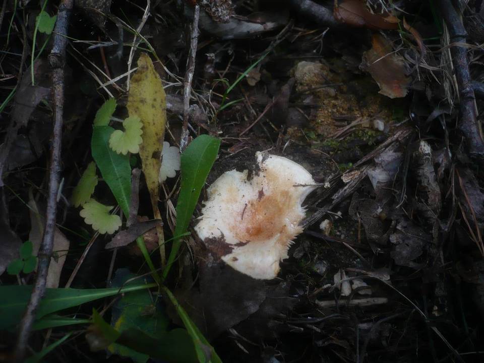 Lactarius scoticus image