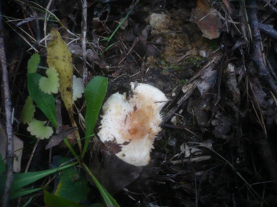 Lactarius scoticus image