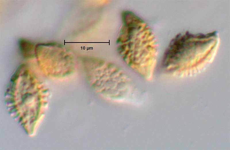 Austroboletus rostrupii image
