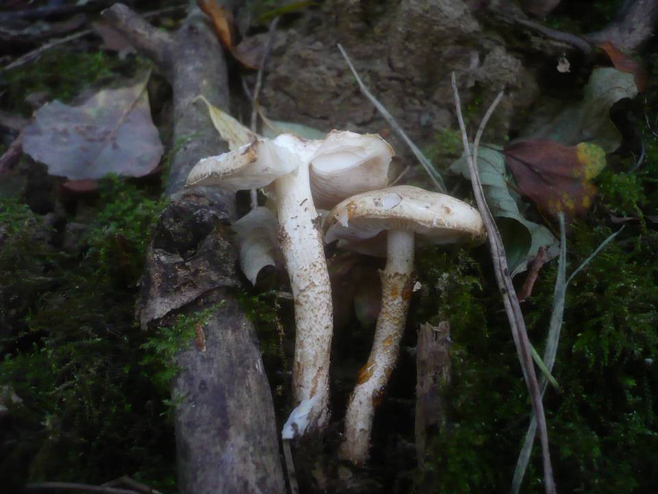 Chamaemyces fracidus image