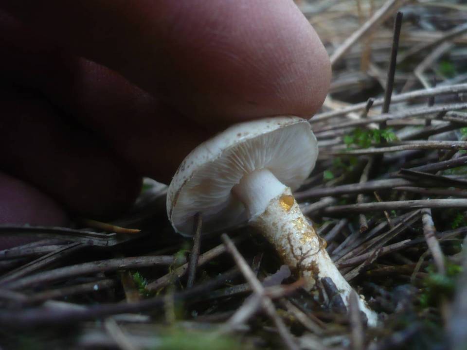 Chamaemyces fracidus image