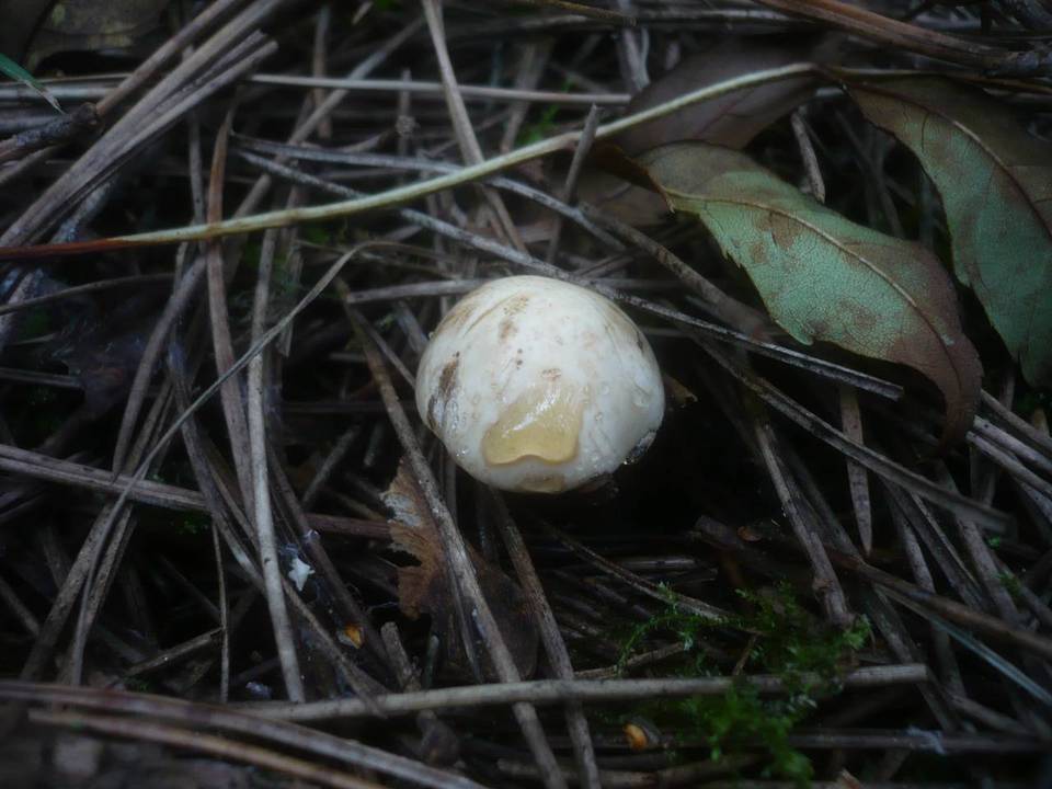 Chamaemyces fracidus image