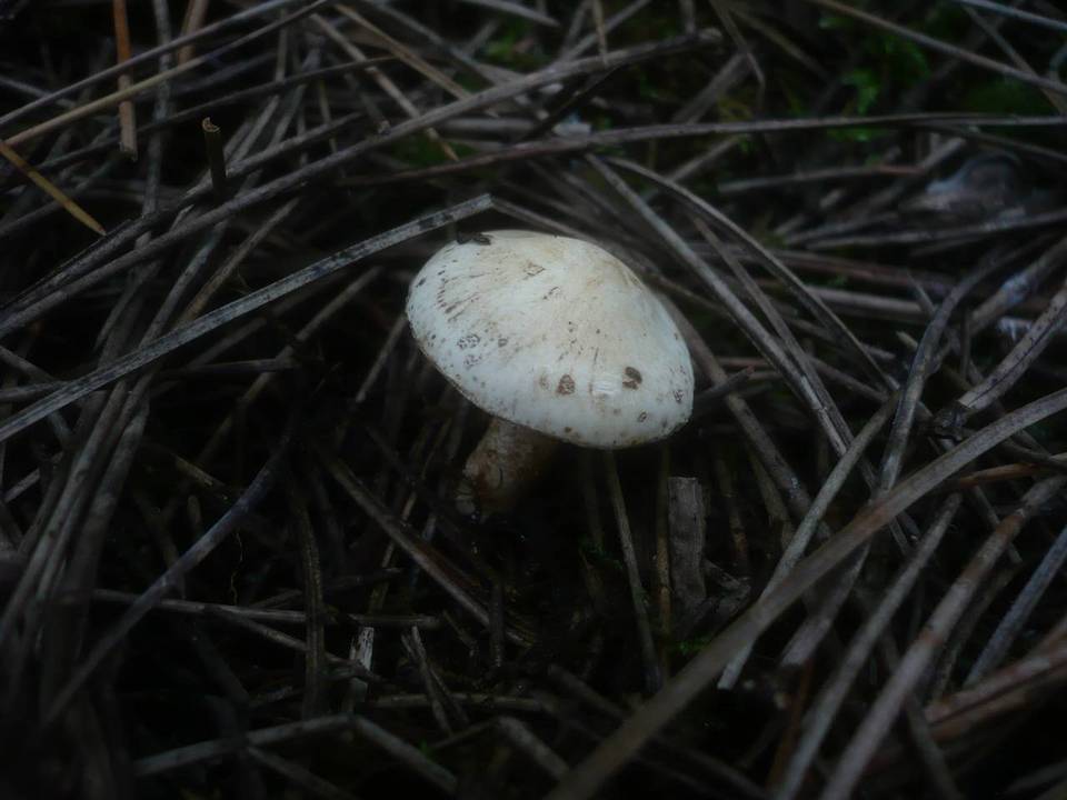 Chamaemyces fracidus image