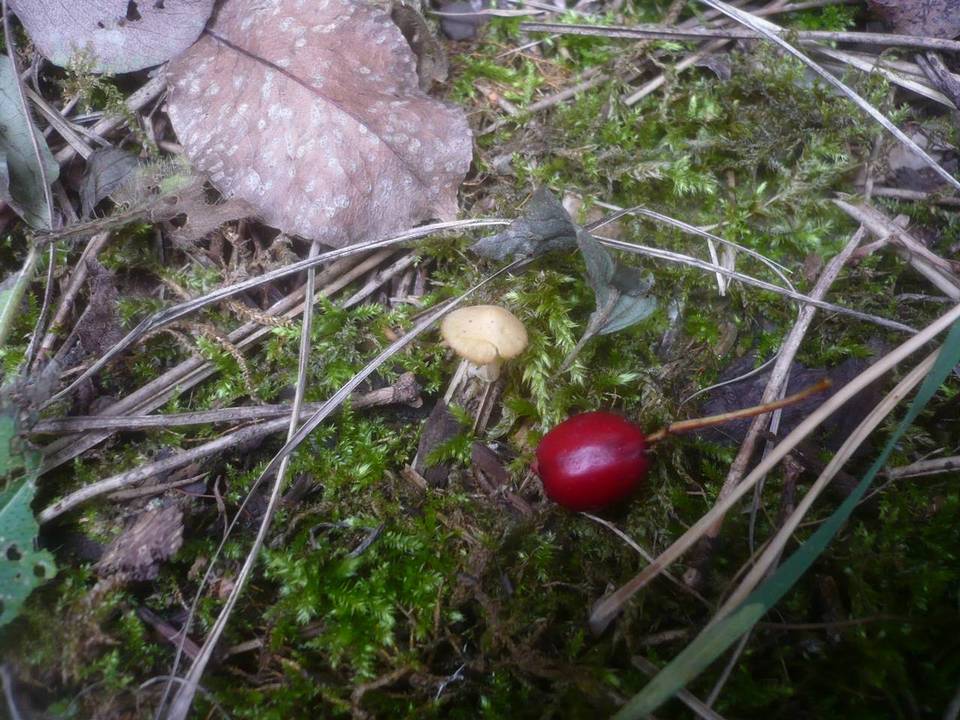 Tubaria dispersa image