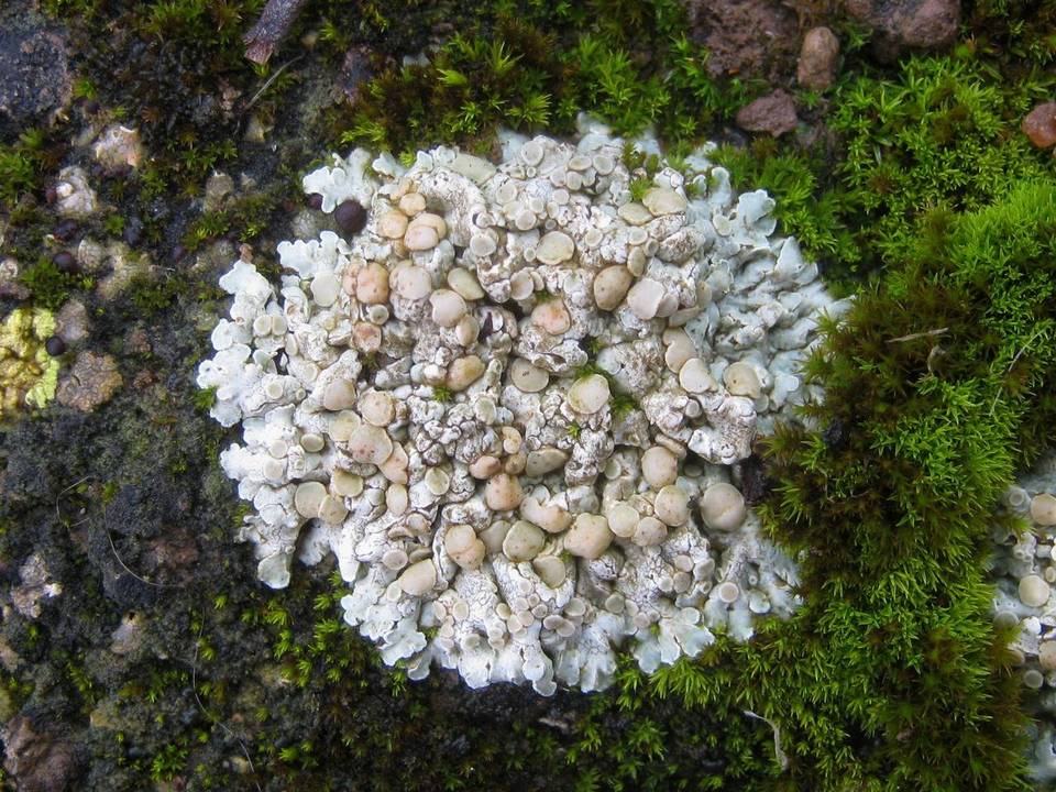 Squamarina lentigera image