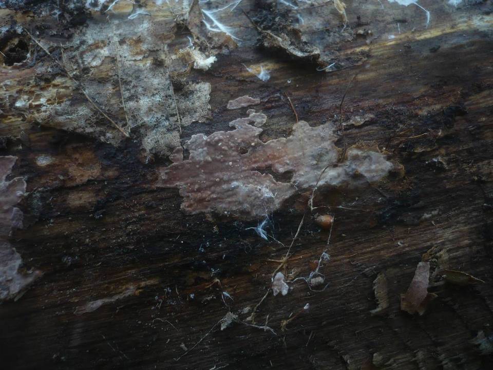 Amylostereum chailletii image