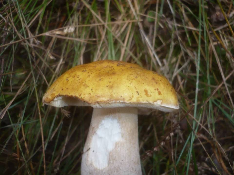Boletus fulvomaculatus image