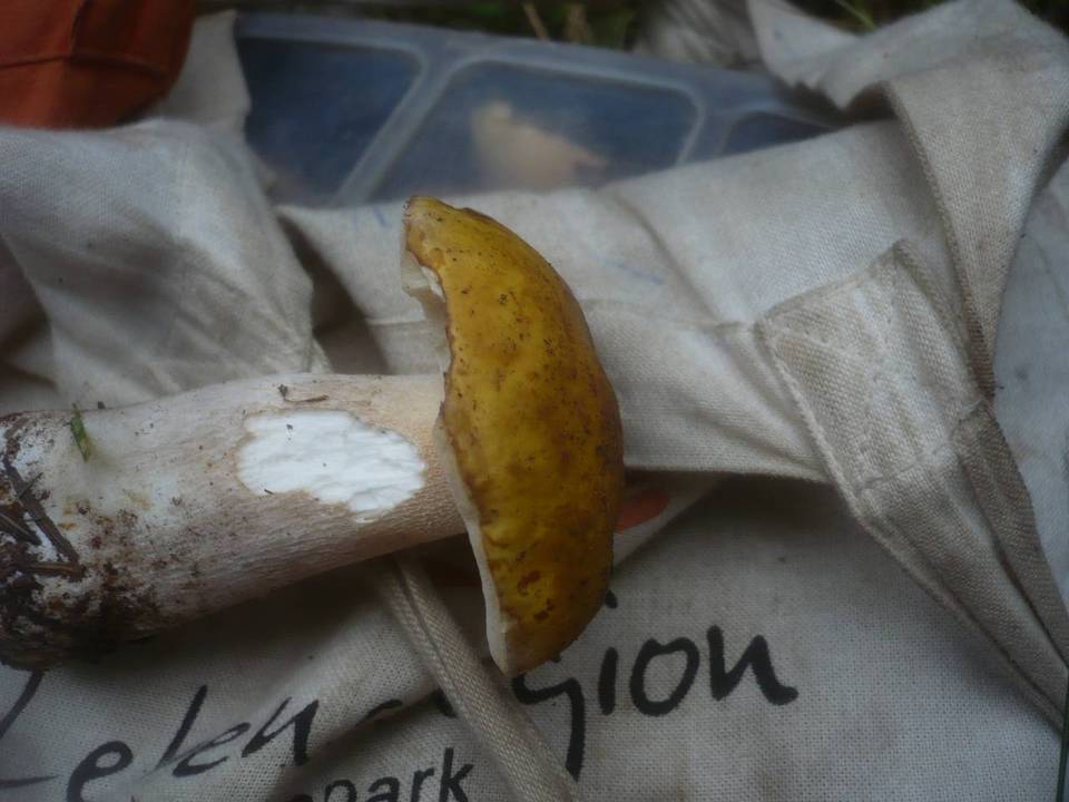 Boletus fulvomaculatus image