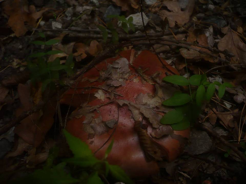 Cortinarius rufo-olivaceus image