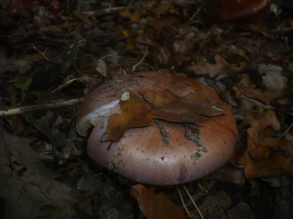 Cortinarius rufo-olivaceus image