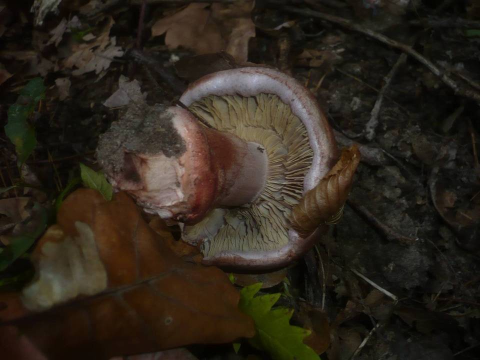 Cortinarius rufo-olivaceus image
