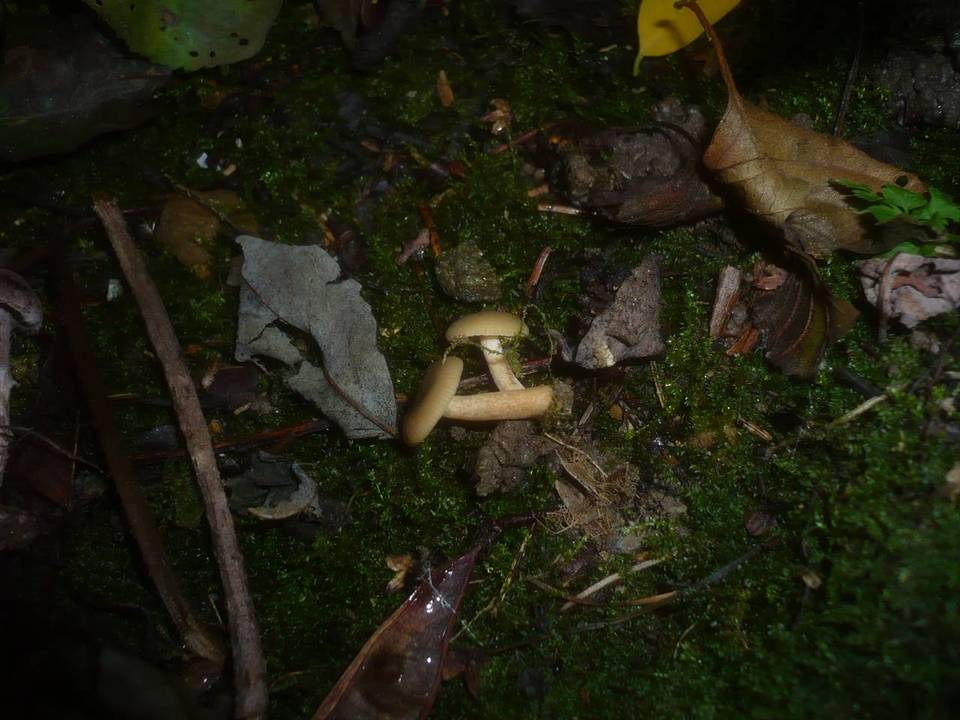Lactarius obscuratus image
