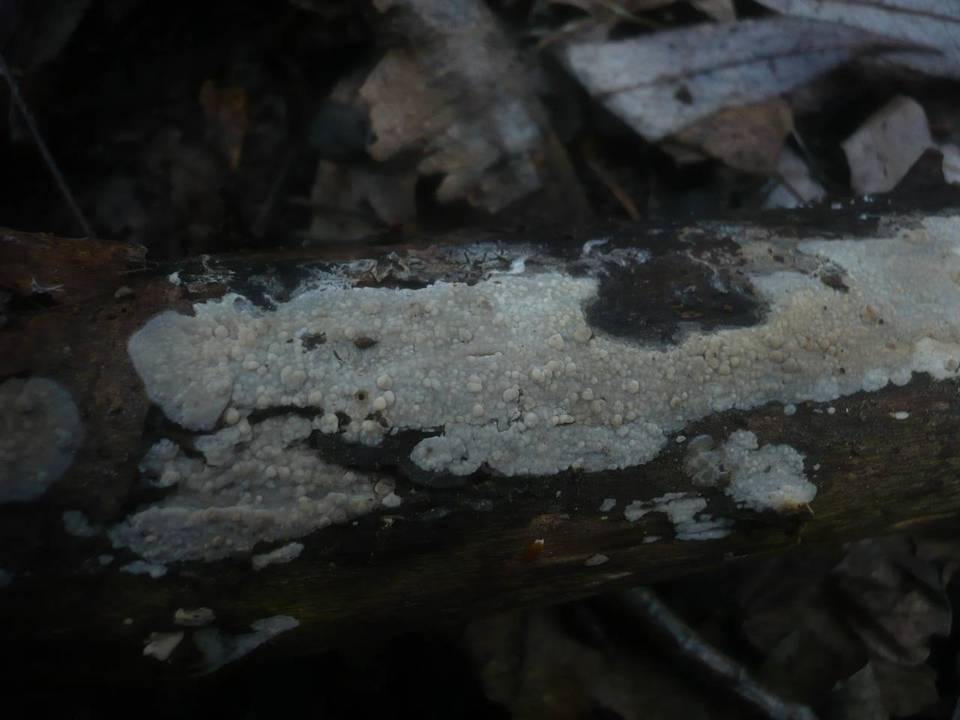 Radulomyces confluens image
