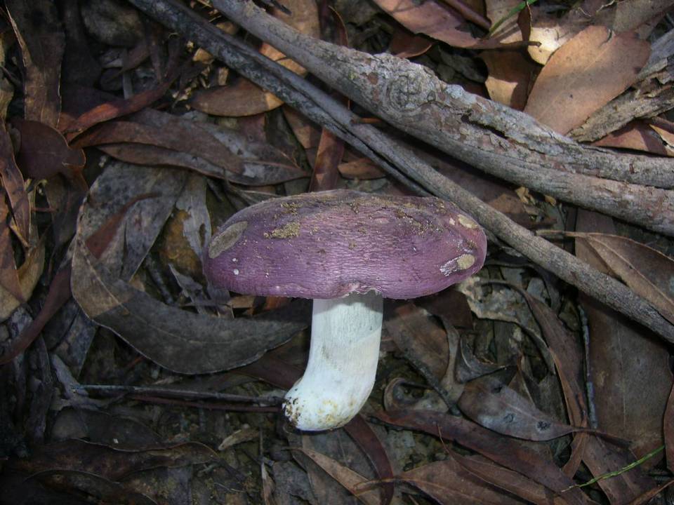 Russula clelandii image