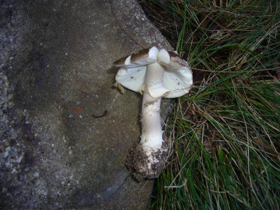 Amanita subspissa image
