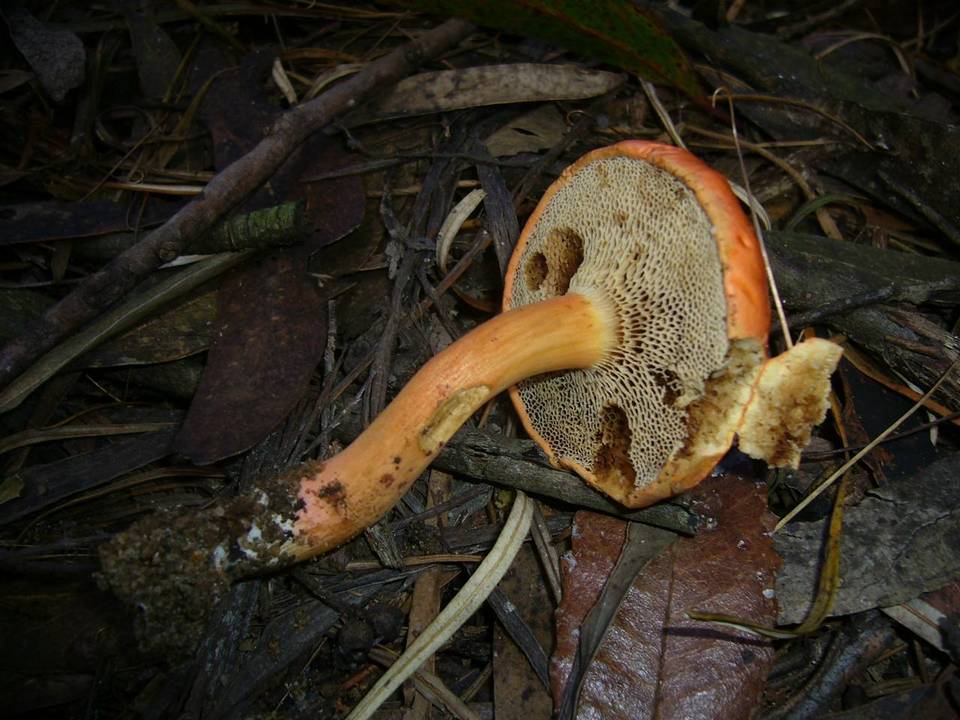 Boletus scarlatinus image