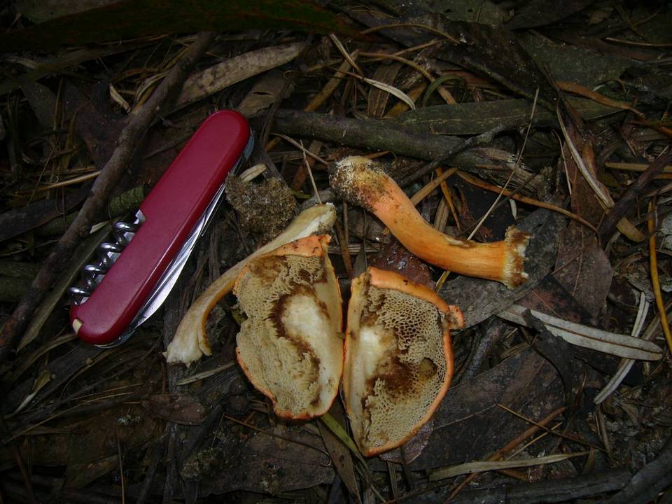 Boletus scarlatinus image