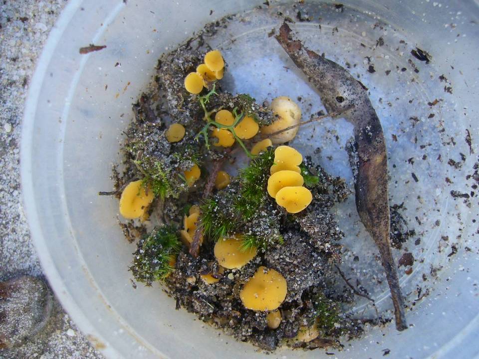 Discinella terrestris image