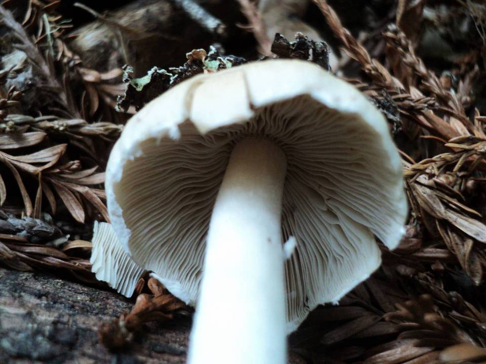 Psathyrella incerta image
