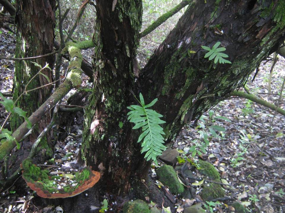 Fuscoporia torulosa image