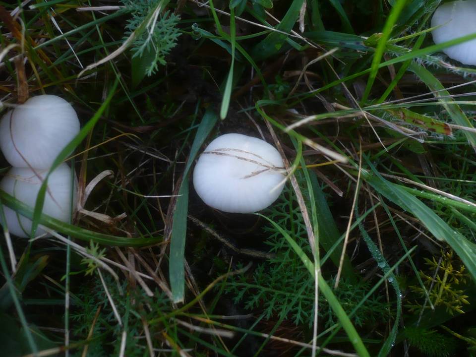 Cuphophyllus niveus image
