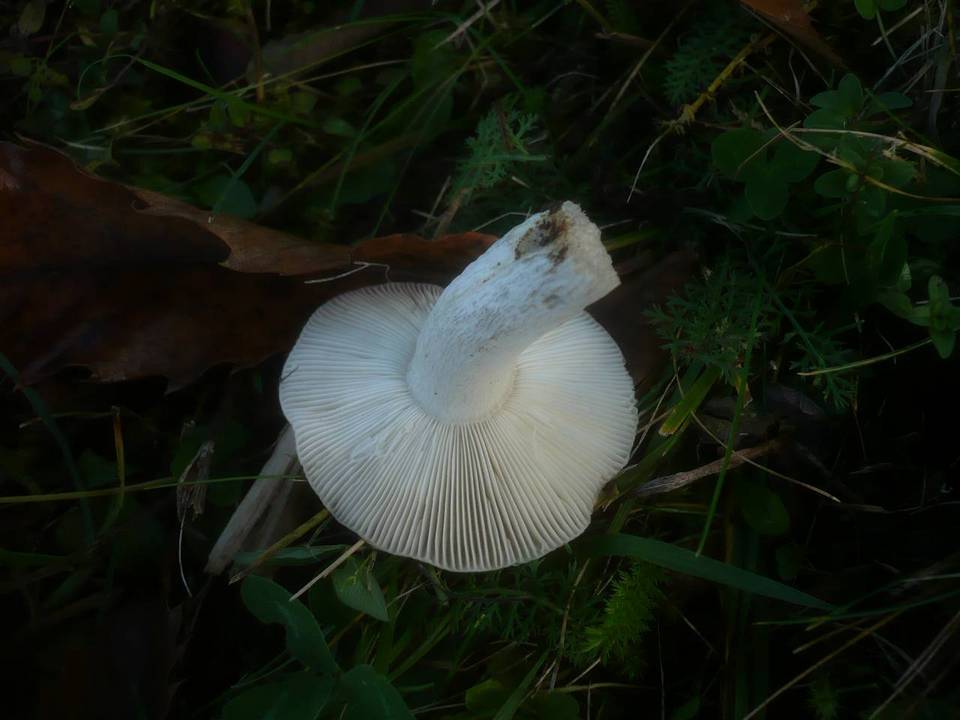 Russula atropurpurea f. dissidens image