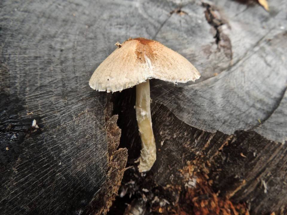 Lepiota oreadiformis image