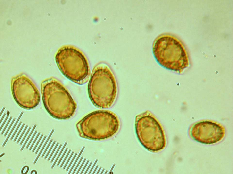 Polyporus annulatus image