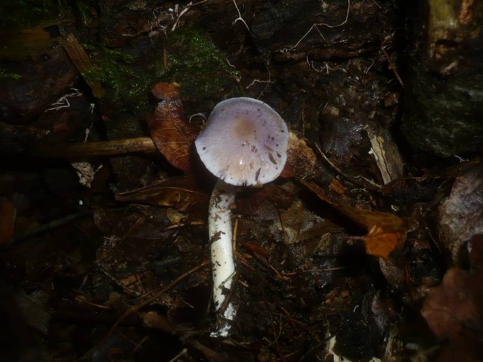 Cortinarius croceocaeruleus image