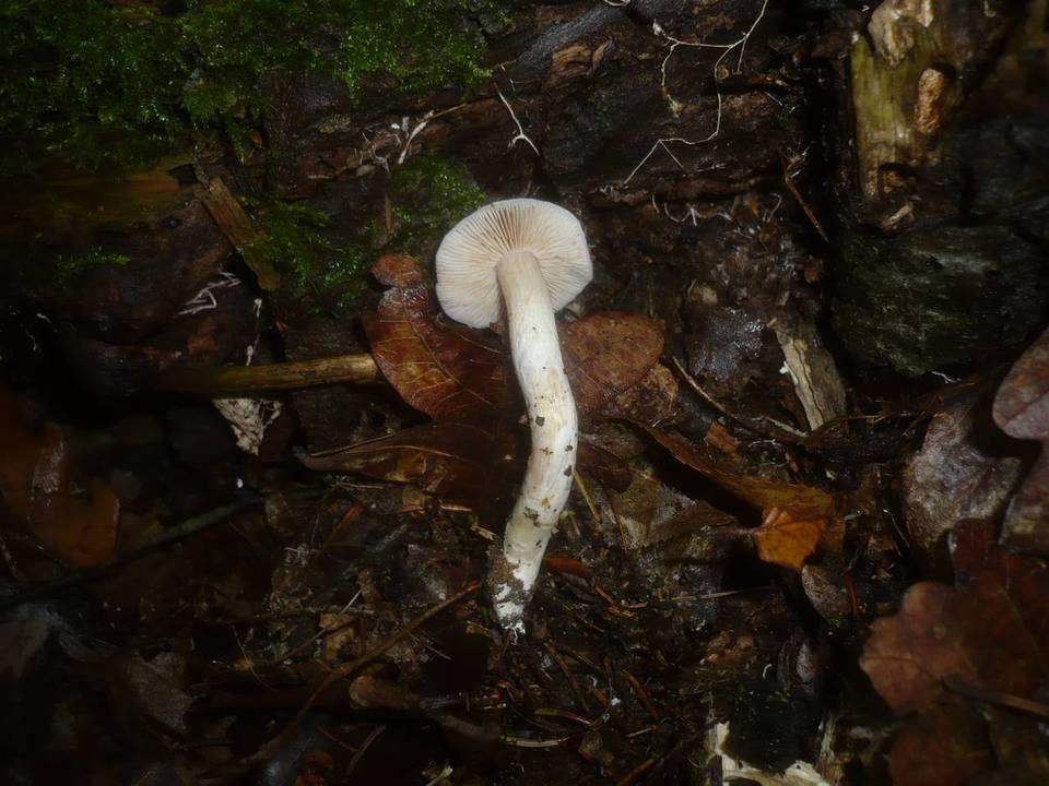 Cortinarius croceocaeruleus image
