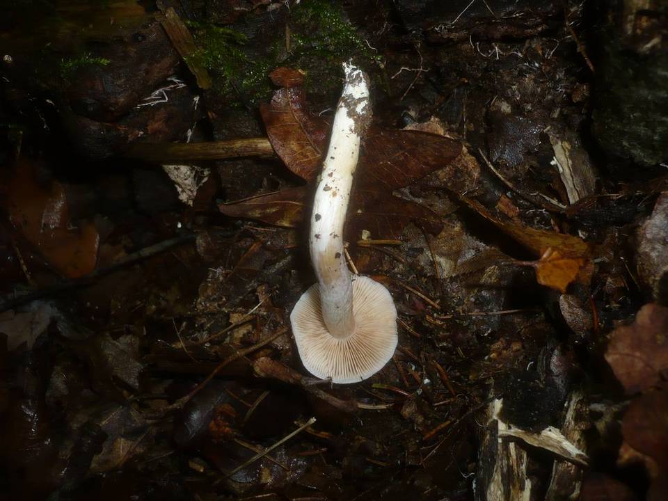 Cortinarius croceocaeruleus image