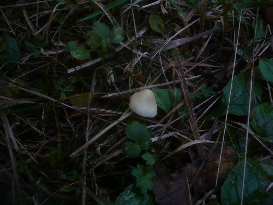 Mycena arcangeliana image