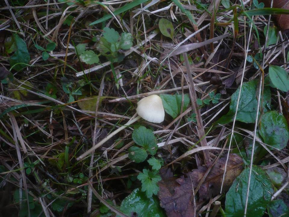 Mycena arcangeliana image