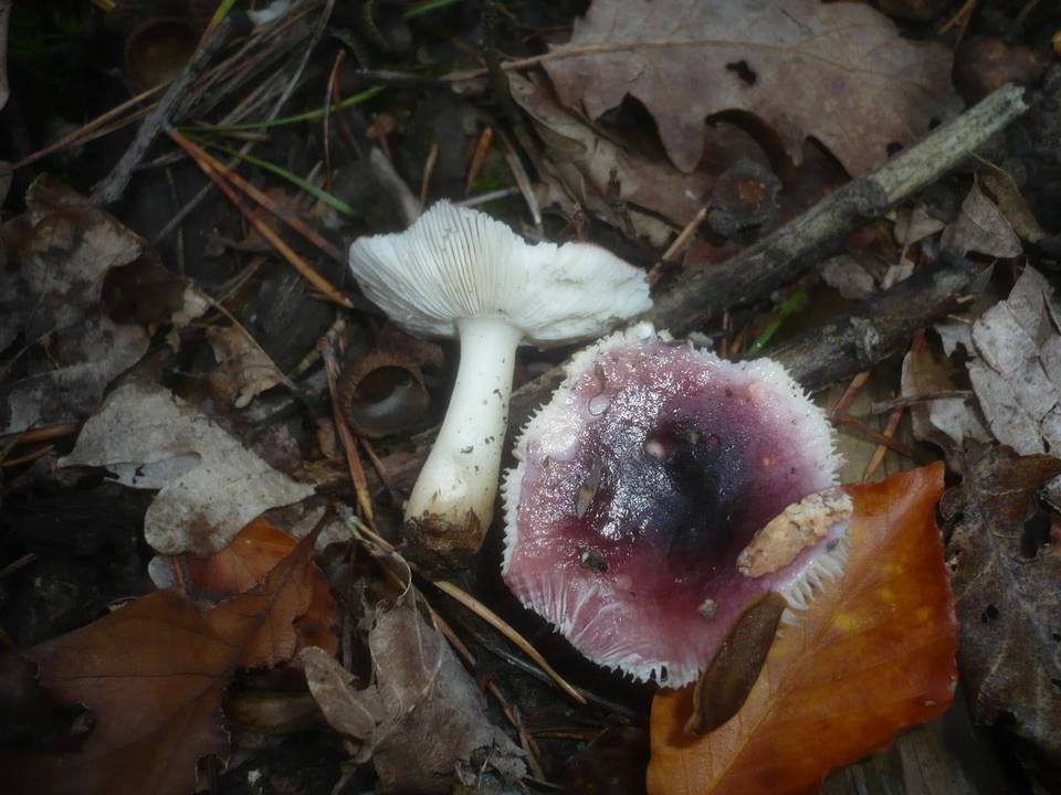 Russula atrorubens image