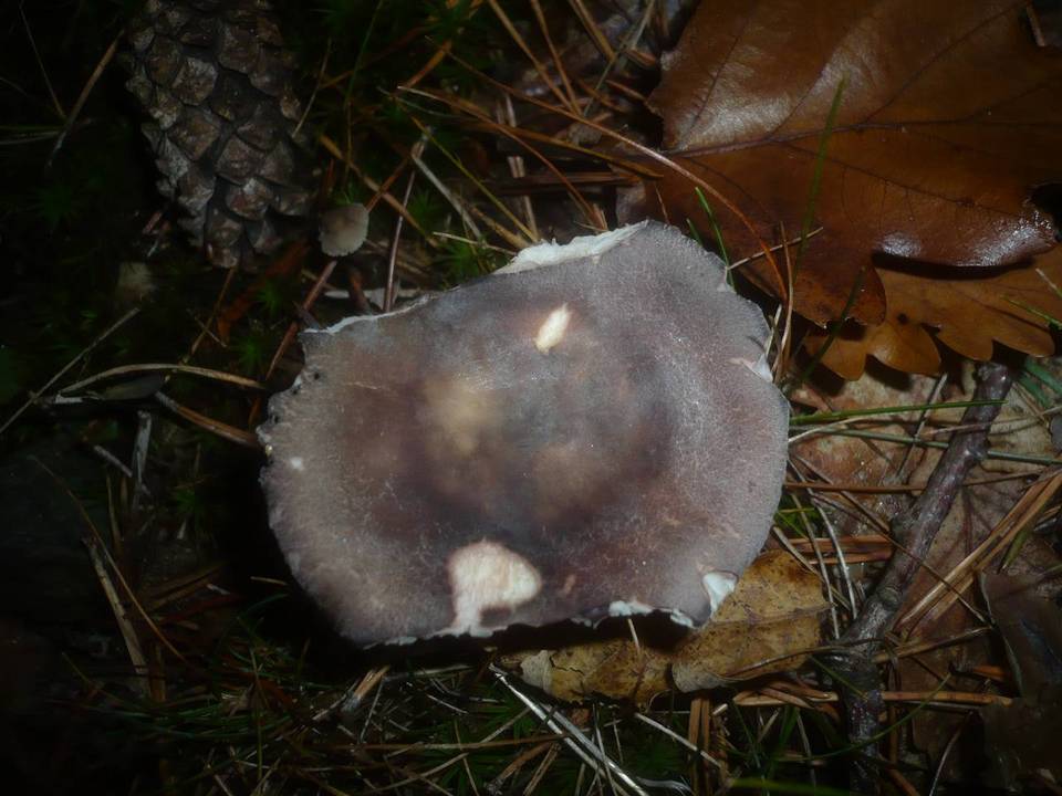 Russula parazurea image