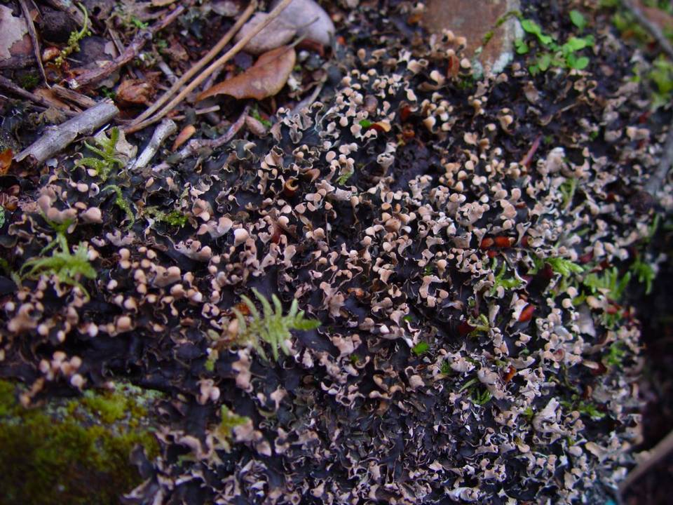 Peltigera hymenina image