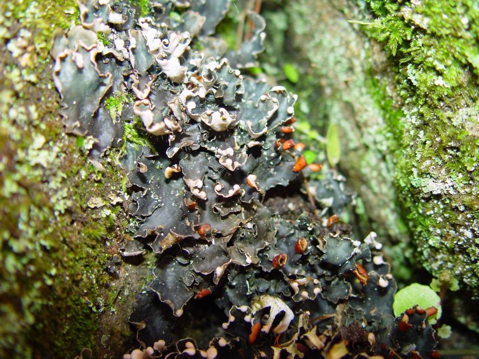 Peltigera hymenina image