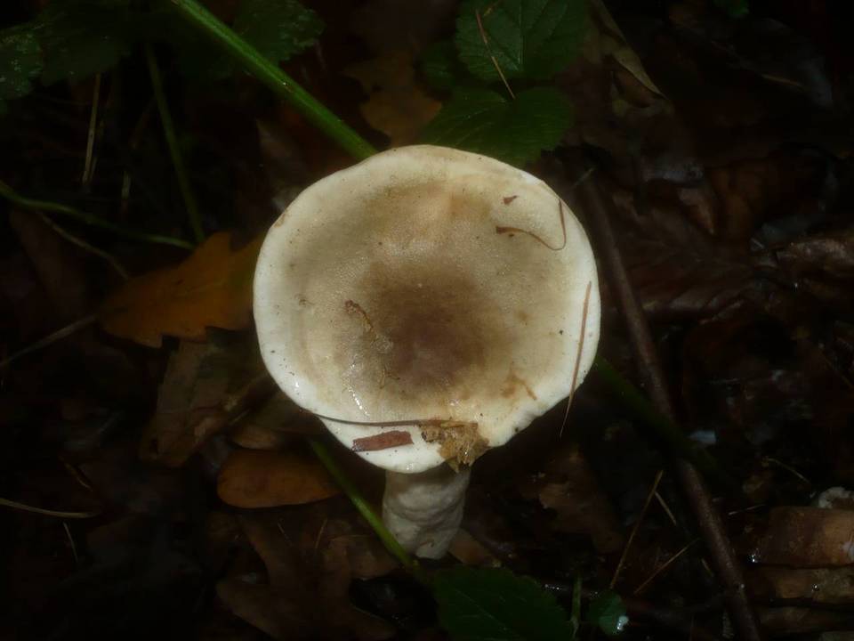 Lactarius fluens image