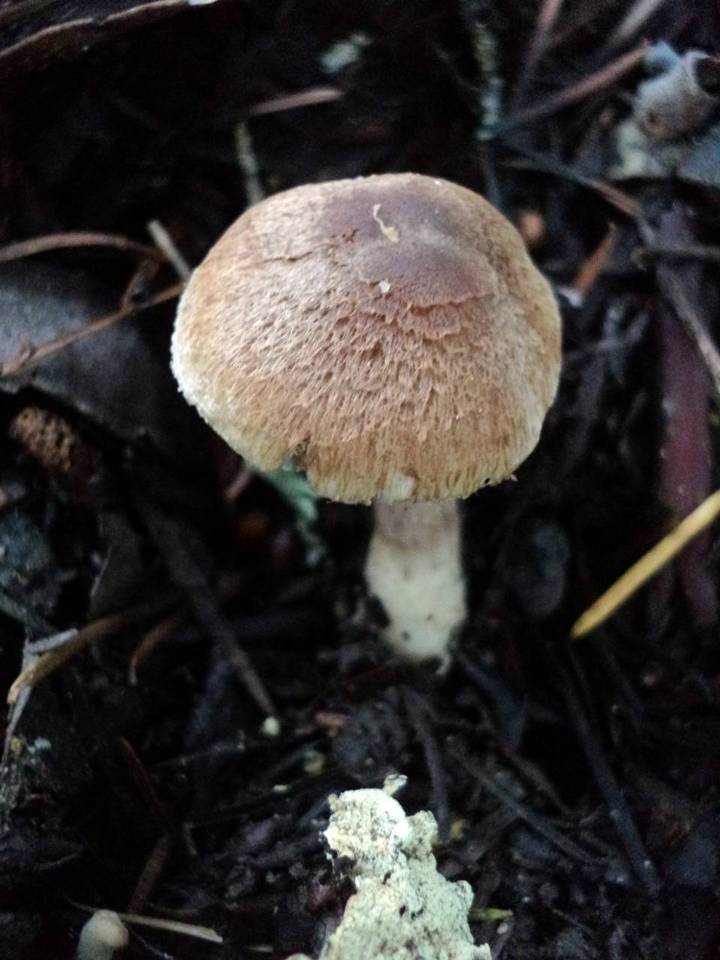 Inocybe laetior image