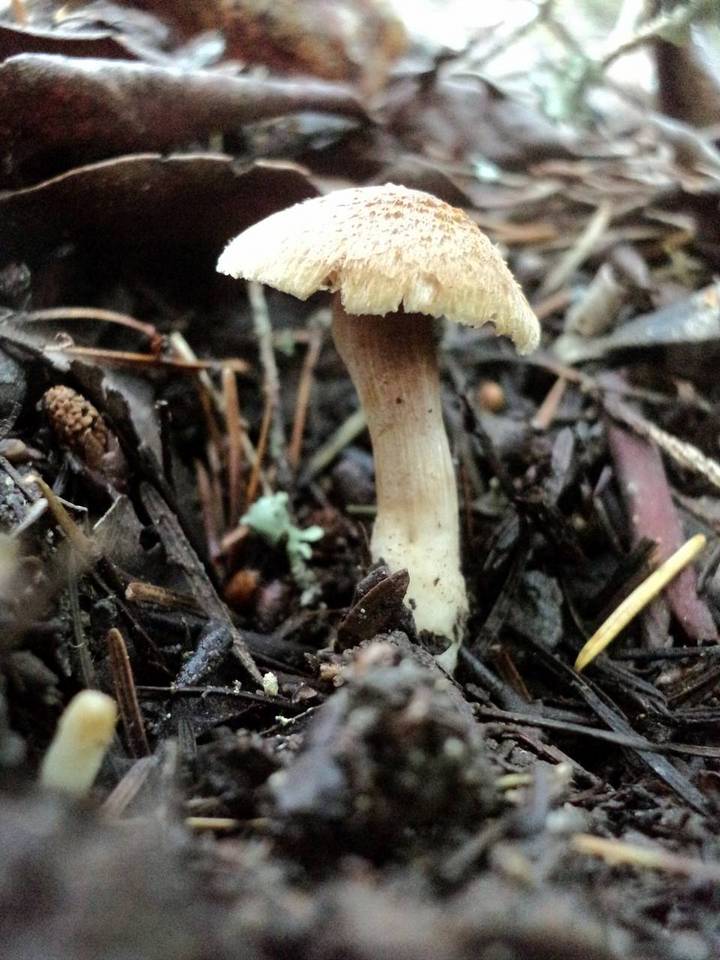 Inocybe laetior image