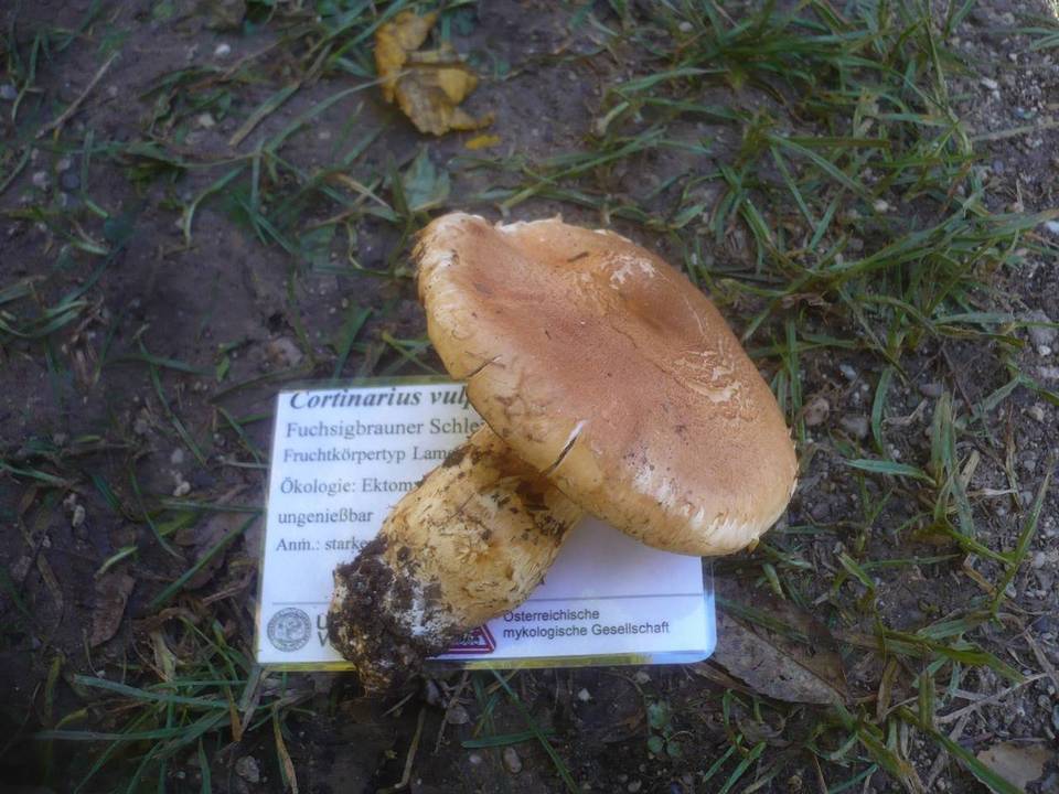 Cortinarius vulpinus image