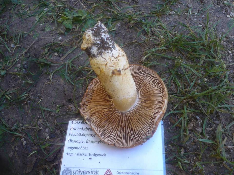 Cortinarius vulpinus image