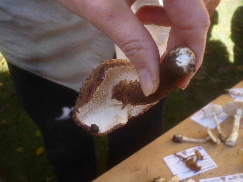 Echinoderma calcicola image