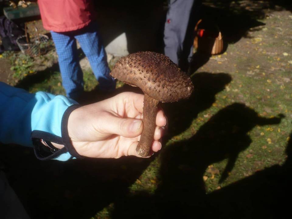 Echinoderma calcicola image