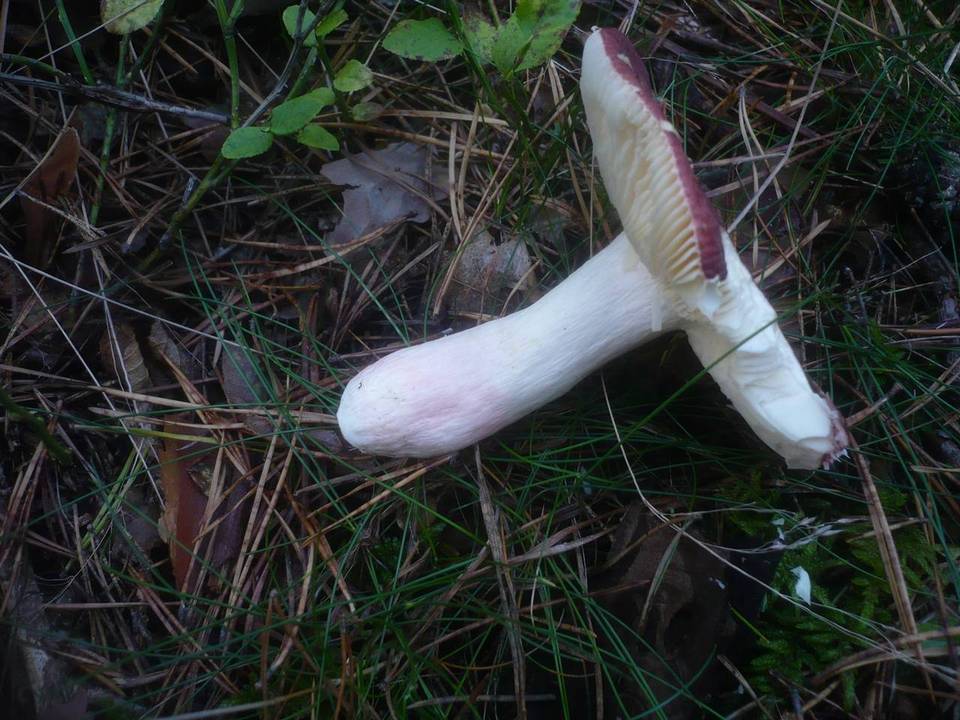 Russula badia image