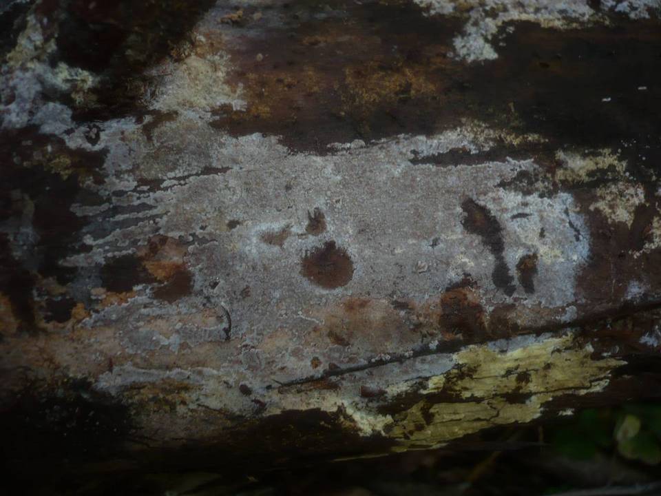 Tomentella terrestris image