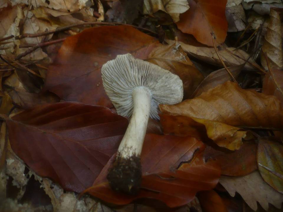 Tricholoma sciodes image